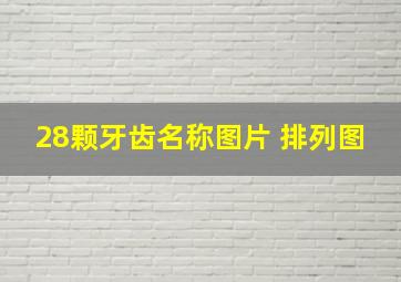 28颗牙齿名称图片 排列图